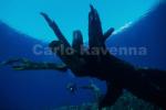Clicca per ingrandire